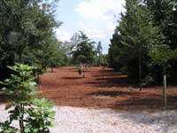 preparing the seed bed (Crabapple Hunt Club Hancock Cty Ga.)